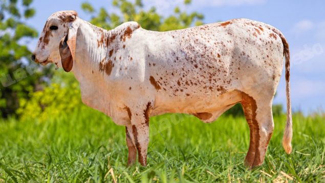 Lote em leilão em Brasil - Lote 395