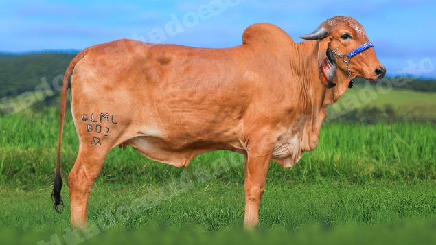 Lote em leilao em Brasil