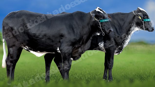Lote em leilao em Miradouro/MG