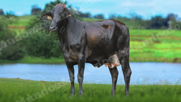 Lote em leilão em Brasil