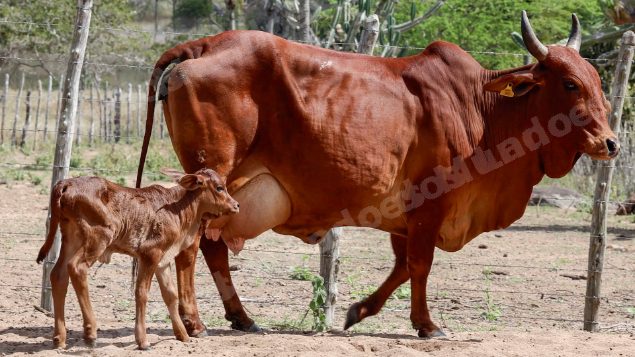Lote em leilao em Brasil
