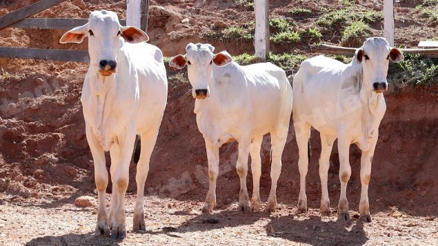 Lote em leilao em Pratápolis/MG