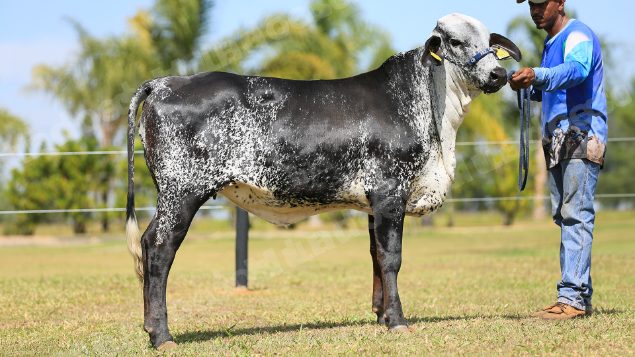 Lote em leilao em Brasil