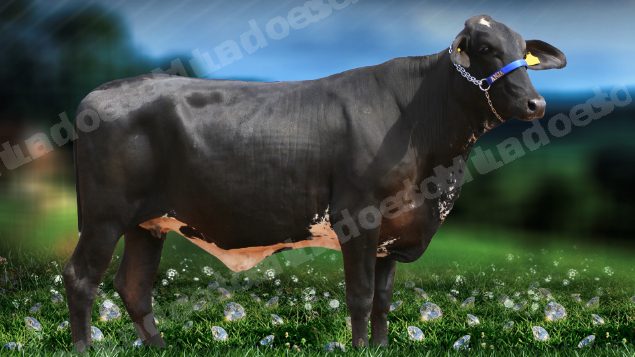 Lote em leilão em Brasil - Lote 111