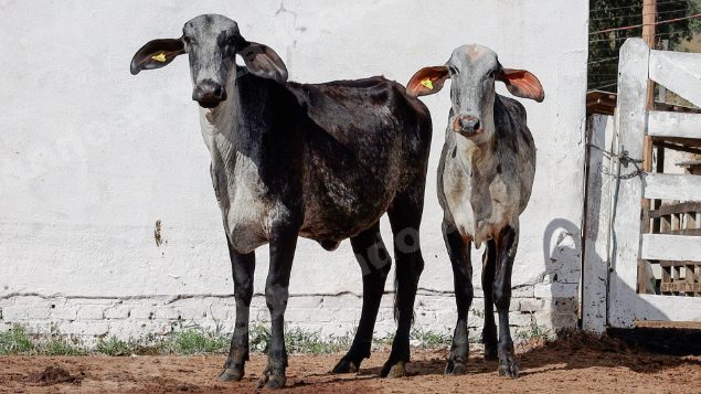 Lote em leilao em Silveiras/SP