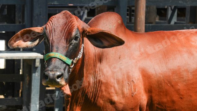Lote em leilao em Brasil - Lote 1401