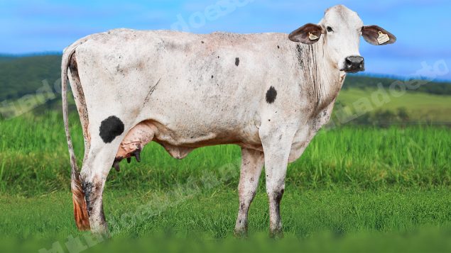 Lote em leilao em Álvares Florence/SP