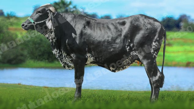 Lote em leilão em Brasil